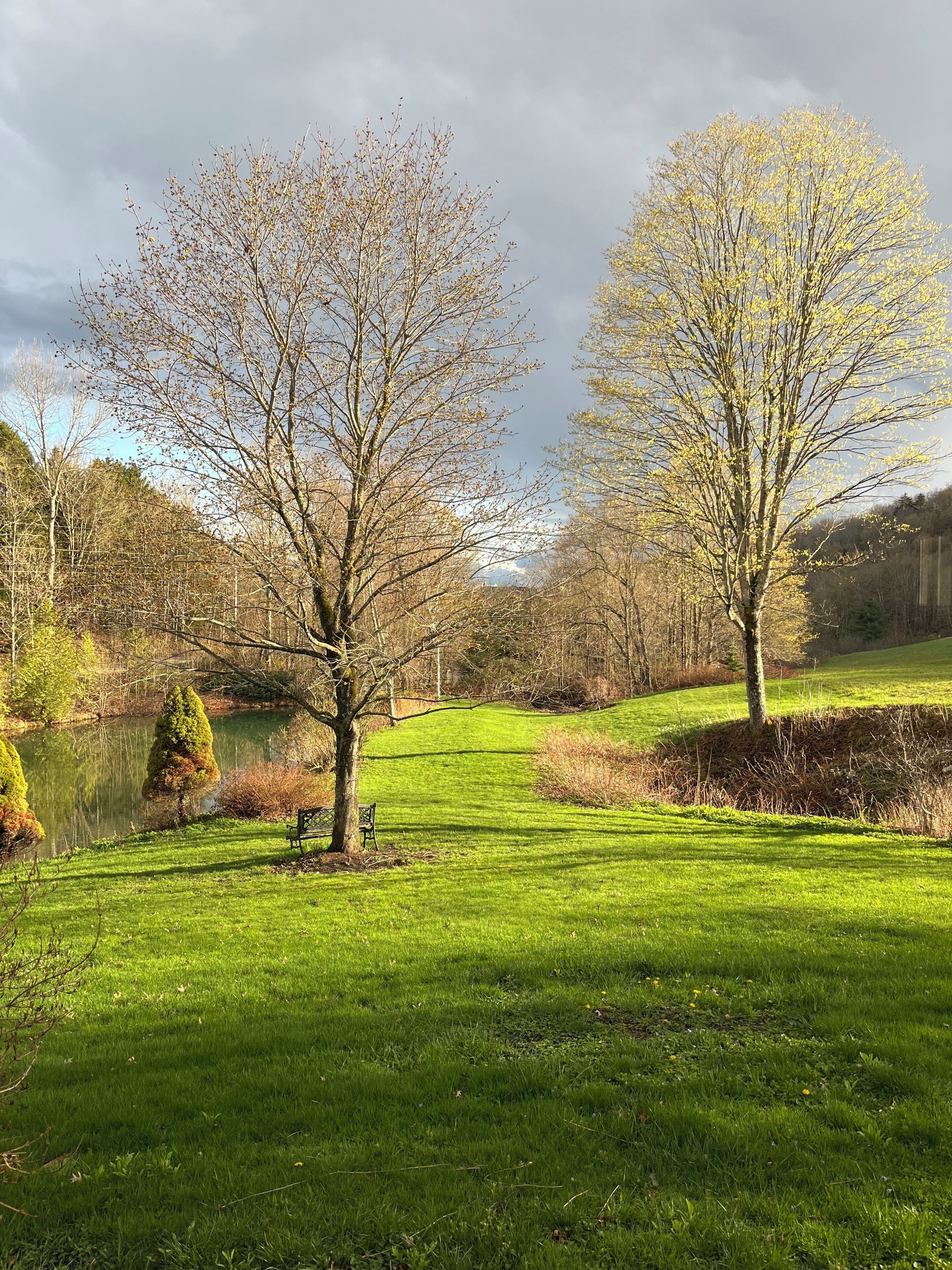 Ein Park mit Teich, Bänken und Bäumen.