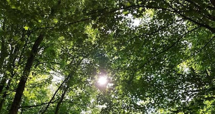 Secluded retreat in the trees