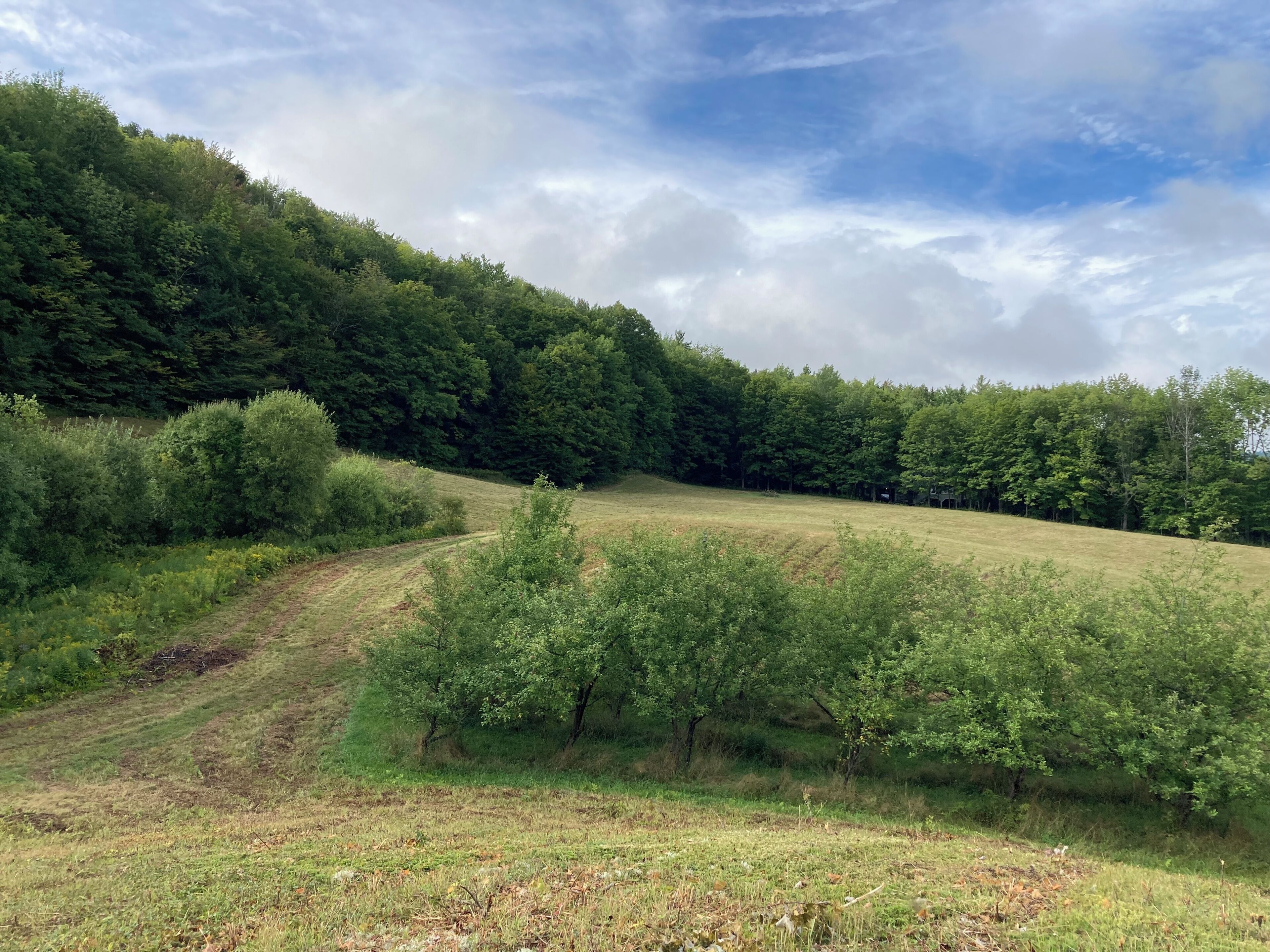 Un paisaje rural con un sendero de tierra, campos verdes y un bosque denso.
