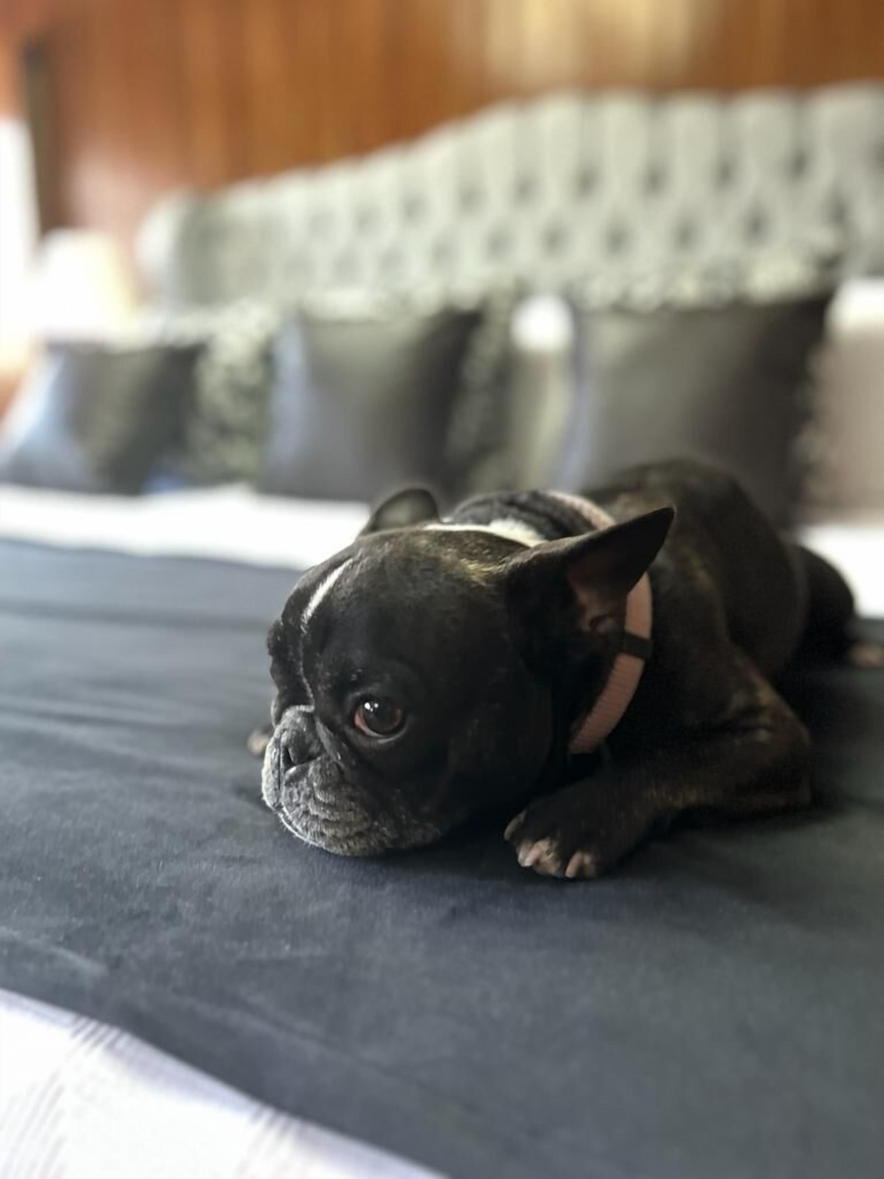 master suite | 1 bedroom, individually decorated, desk, laptop workspace