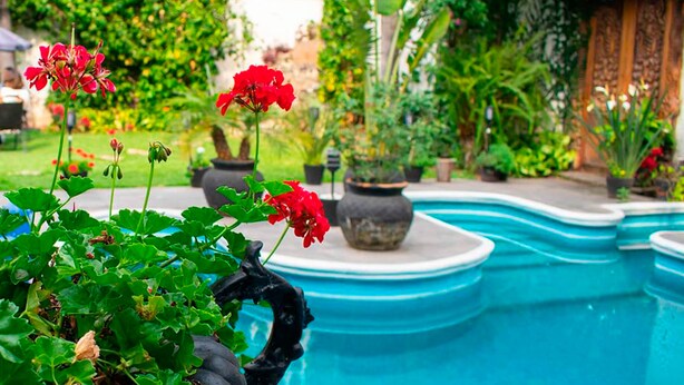 Una piscina rodeada de abundante vegetación y plantas en macetas.