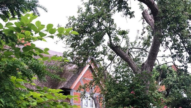 A traditional brick house with a thatched roof, surrounded by a well-maintained garden with various flowering plants and a wooden fence.