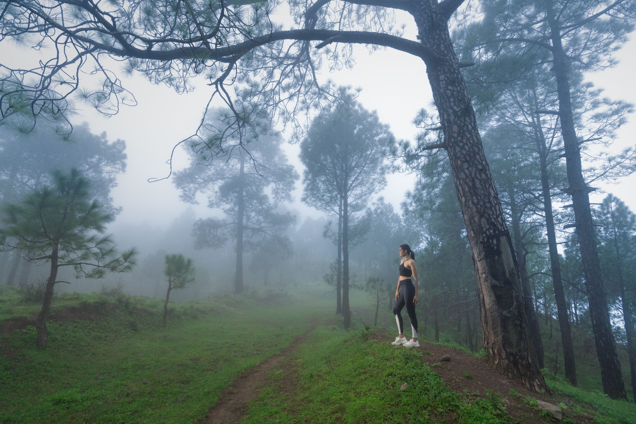 A person standing on a forest path surrounded by trees.