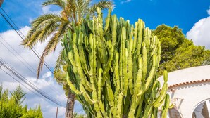 A large cactus in a garden with a white building in the background.