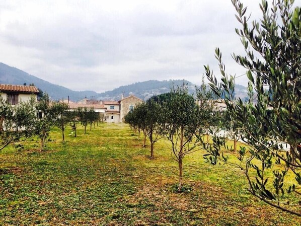 Traditional stone houses nestled among olive trees in a serene rural landscape.
