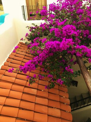 House, 2 Bedrooms | Property grounds - Casa Sierra by Casago (Loreto)