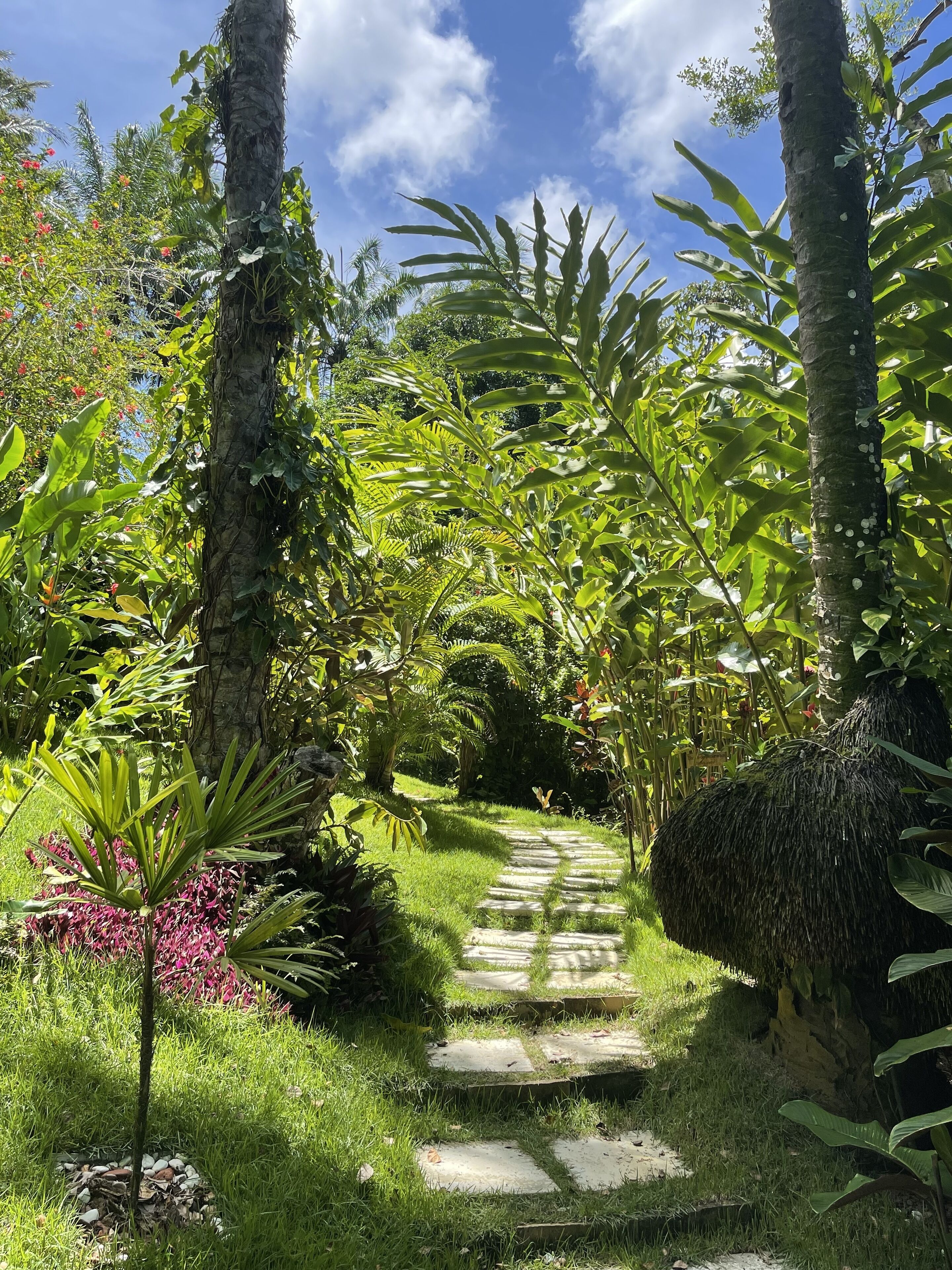 Un sentier de jardin bordé d’une végétation luxuriante et de palmiers.