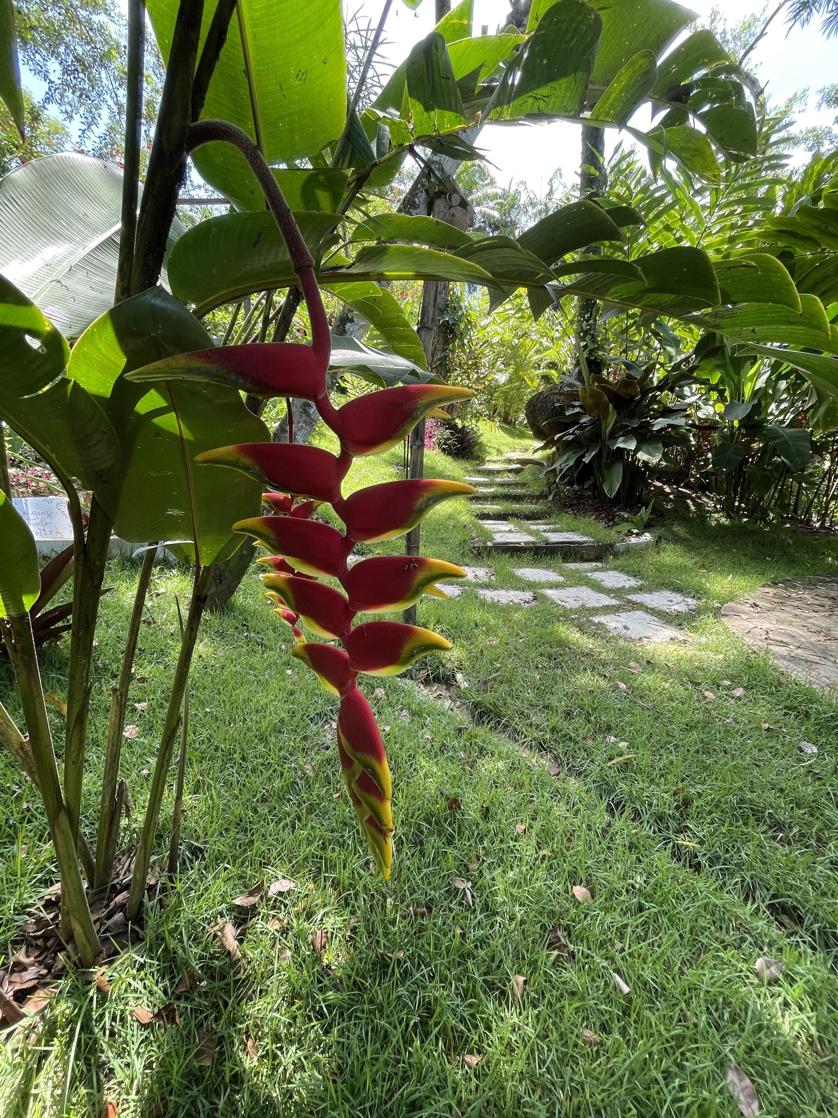 A garden with a prominent red and yellow bird of paradise plant, lush green grass, and a stone pathway.