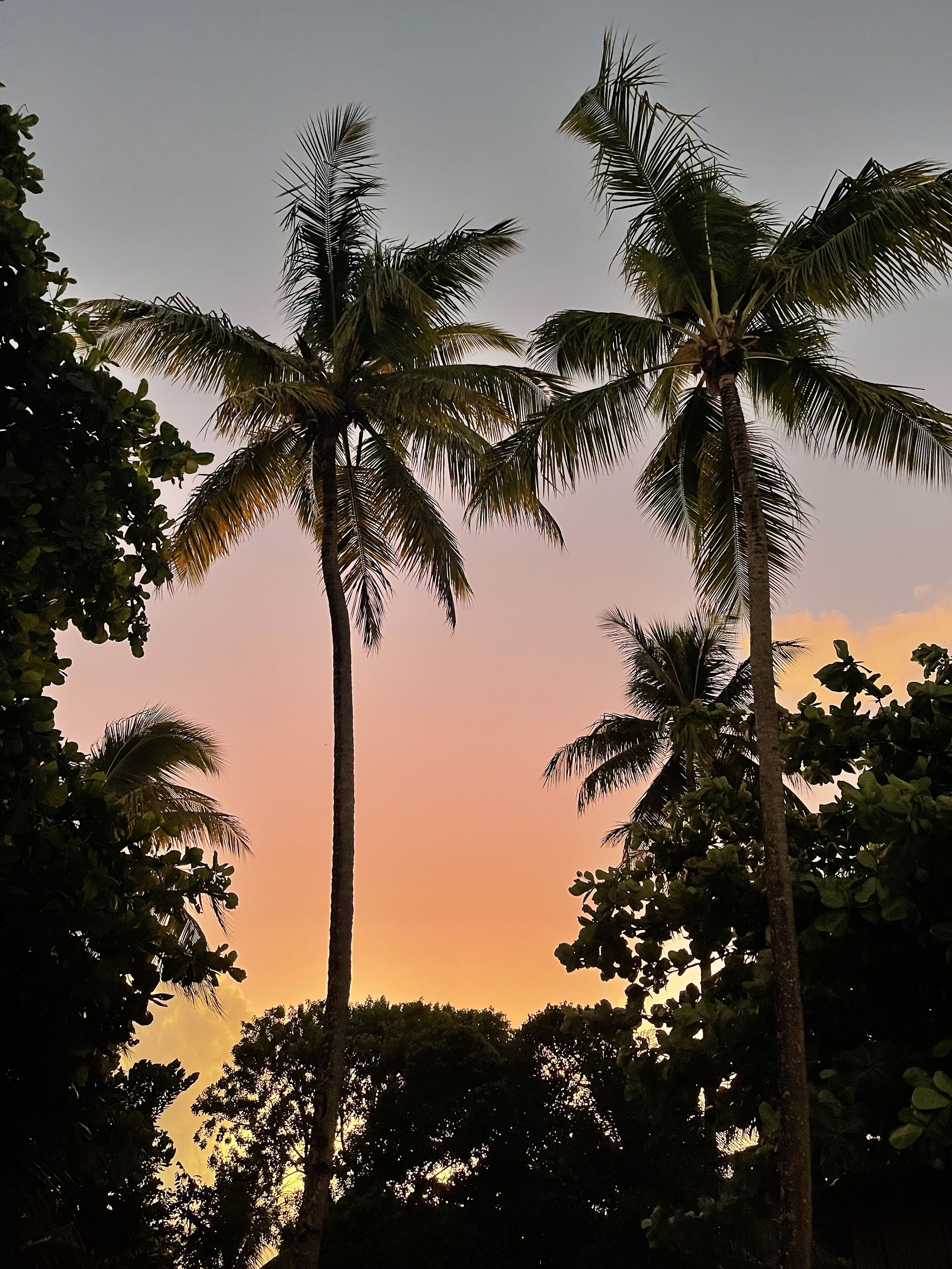 A sunset with palm trees silhouetted against a sky.