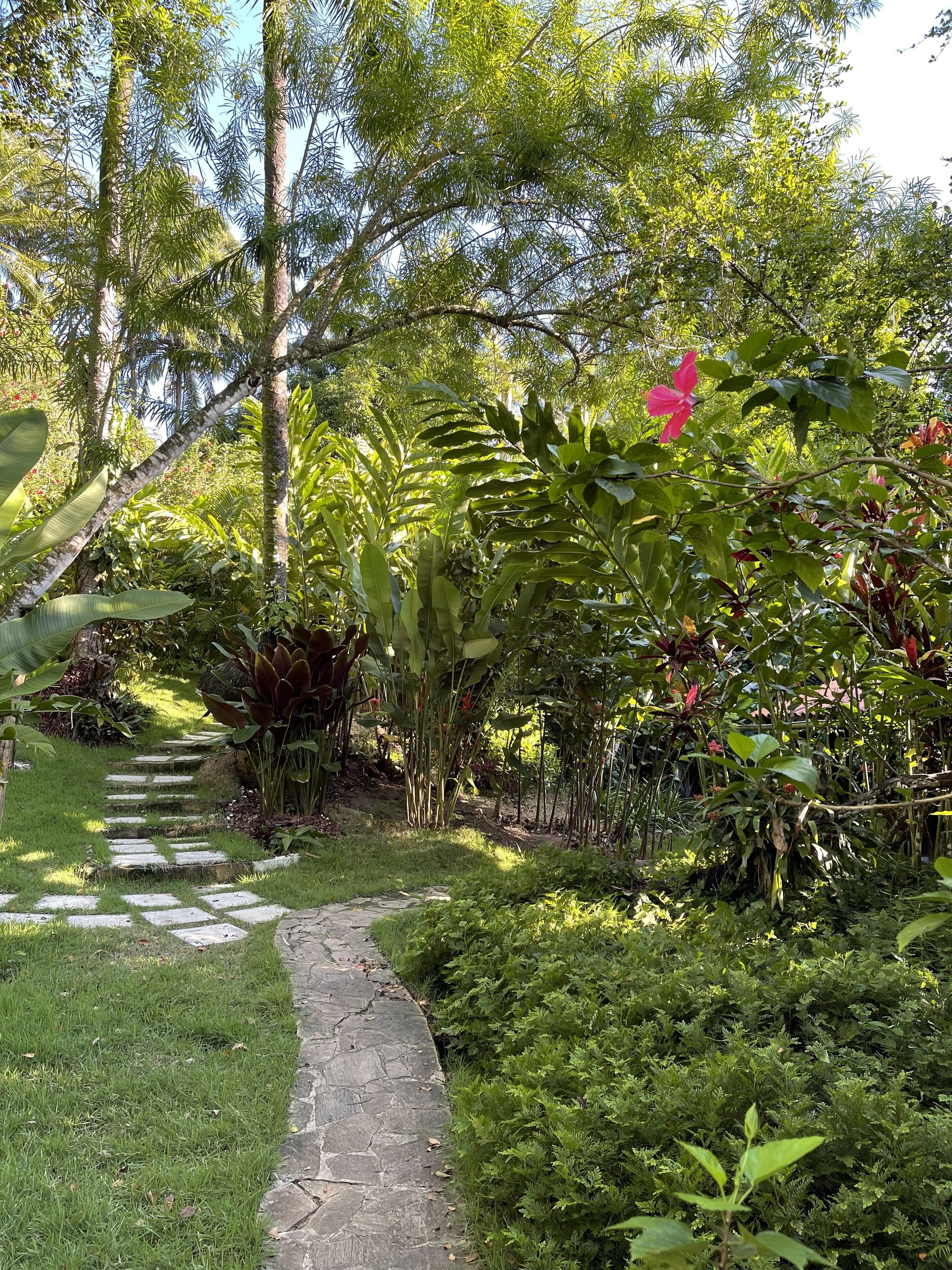 Um caminho de pedra serpenteia por um jardim exuberante, repleto de plantas e árvores.