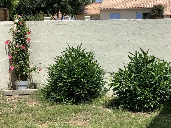 Un jardin avec un mur blanc, un pot de fleurs contenant une plante aux fleurs roses et deux arbustes verts.