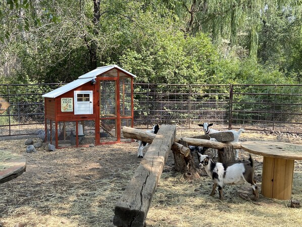 A rustic farm setting with a chicken coop, a wooden feeding station, and a fenced area with goats.