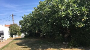 Ein Garten mit einem großen Baum, einem weißen Haus und einer Holzterrasse.