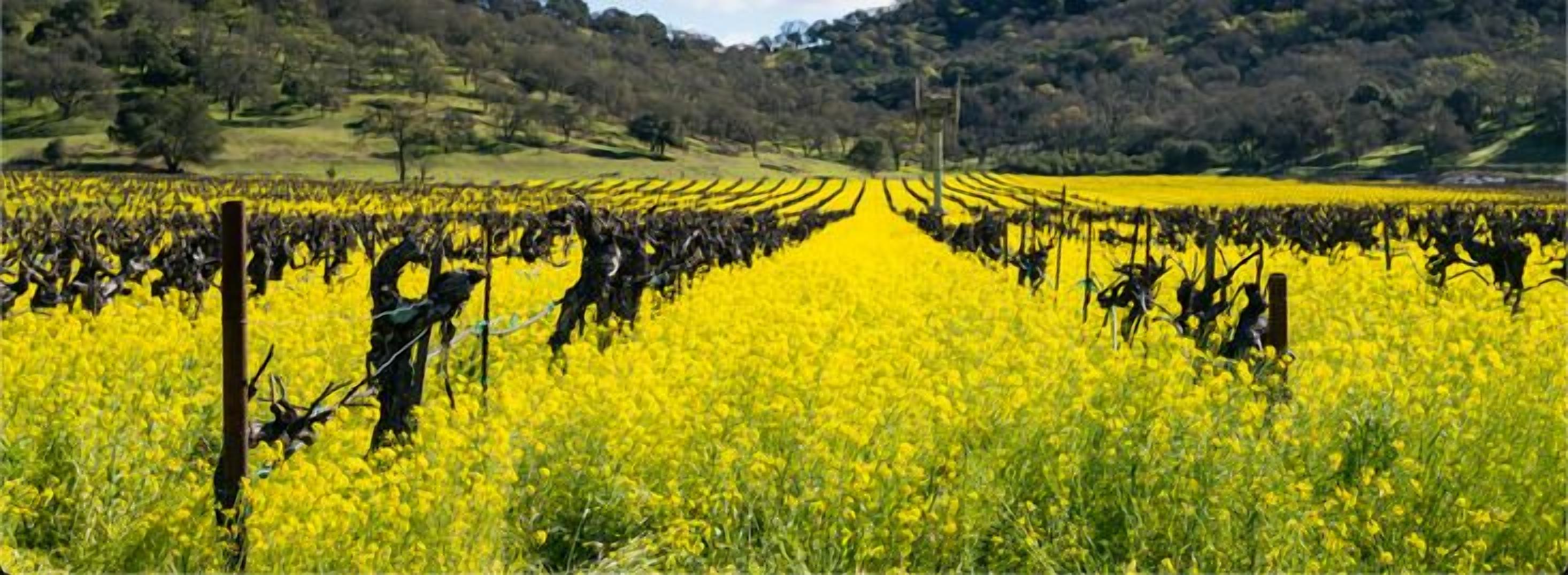Ein Weinberg mit Reihen von Rebstöcken und einem Feld mit gelben Blumen im Vordergrund.
