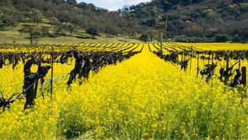 Ein Weinberg mit Reihen von Rebstöcken und einem Feld mit gelben Blumen im Vordergrund.