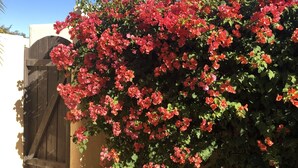 Un jardin avec des fleurs rouges, un palmier et une porte en bois.