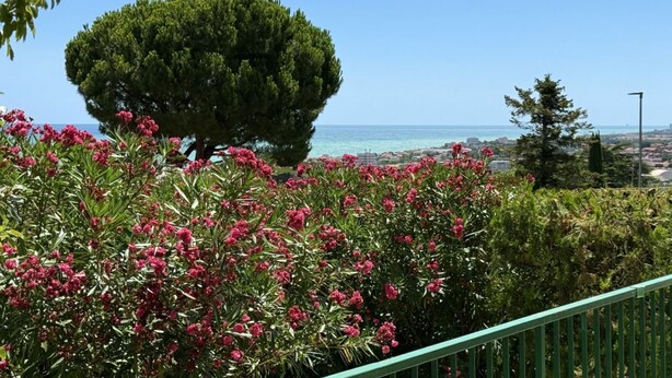 A coastal view with a large tree and pink flowering bushes. - N122 - Numana, delightful single villa with garden (Numana)