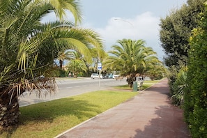A sidewalk lined with palm trees and a road with cars.