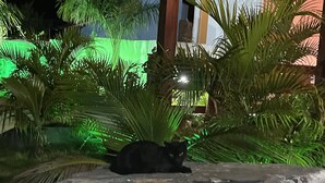 A black cat resting on a large rock in a garden at night. - Hotel la Sierra (Bodoquena)