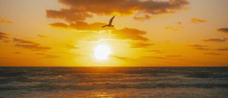 Playa en los alrededores, camastros y toallas de playa