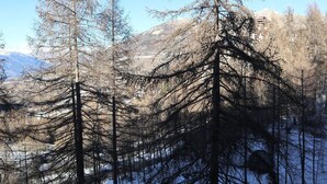 Un paysage montagneux, avec de grands arbres sans feuilles et un ciel bleu dégagé.