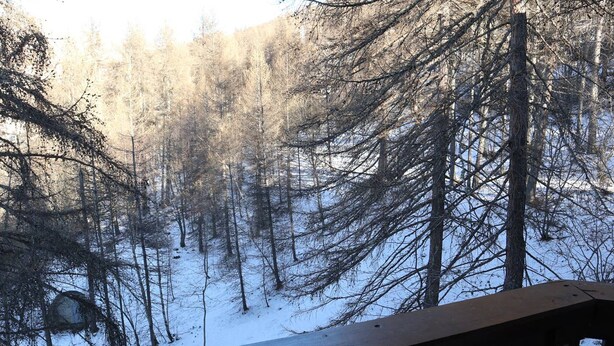 Une scène de forêt enneigée avec une terrasse en bois.