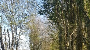 A natural landscape with a dirt path, green vegetation, and trees. - La Chaumière de Chabine (OIZON)