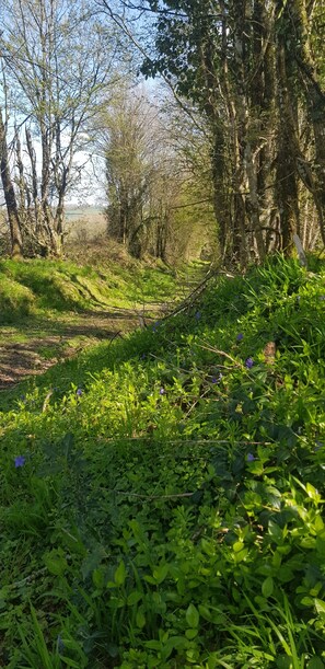 Property grounds - La Chaumière de Chabine (OIZON)