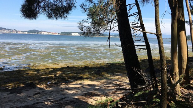 A beach with clear water, trees, and a distant shoreline with buildings. - Casa con Jardin en el Salnes (Meaño)