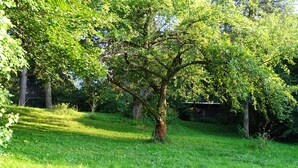 Un arbre en una zona verda amb una tanca al fons.