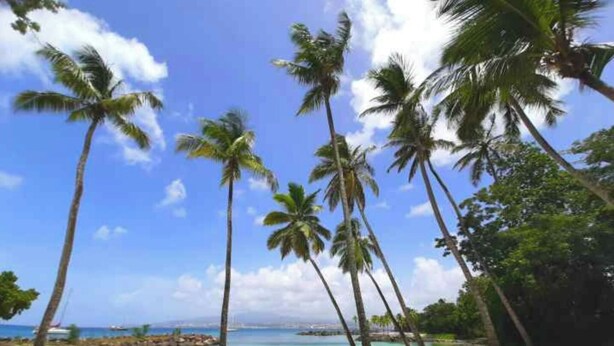 A beach with palm trees and a clear sky. - L'R2 LA VILLA MELISSA T2 APARTMENT WITH POOL 150 M FROM THE BEACH. (Les Trois-Îlets)