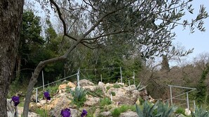 A landscaped garden with rocks, plants, and a tree. - Apartment with sea view and pool - Orange Garden (Buljarica)