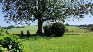 Ein großer Baum in einer grünen Wiese, mit einigen Stühlen und einem Gebäude im Hintergrund.