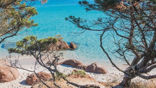 Ein Strand mit klarem, türkisblauem Wasser, umgeben von Kiefern und Felsformationen.