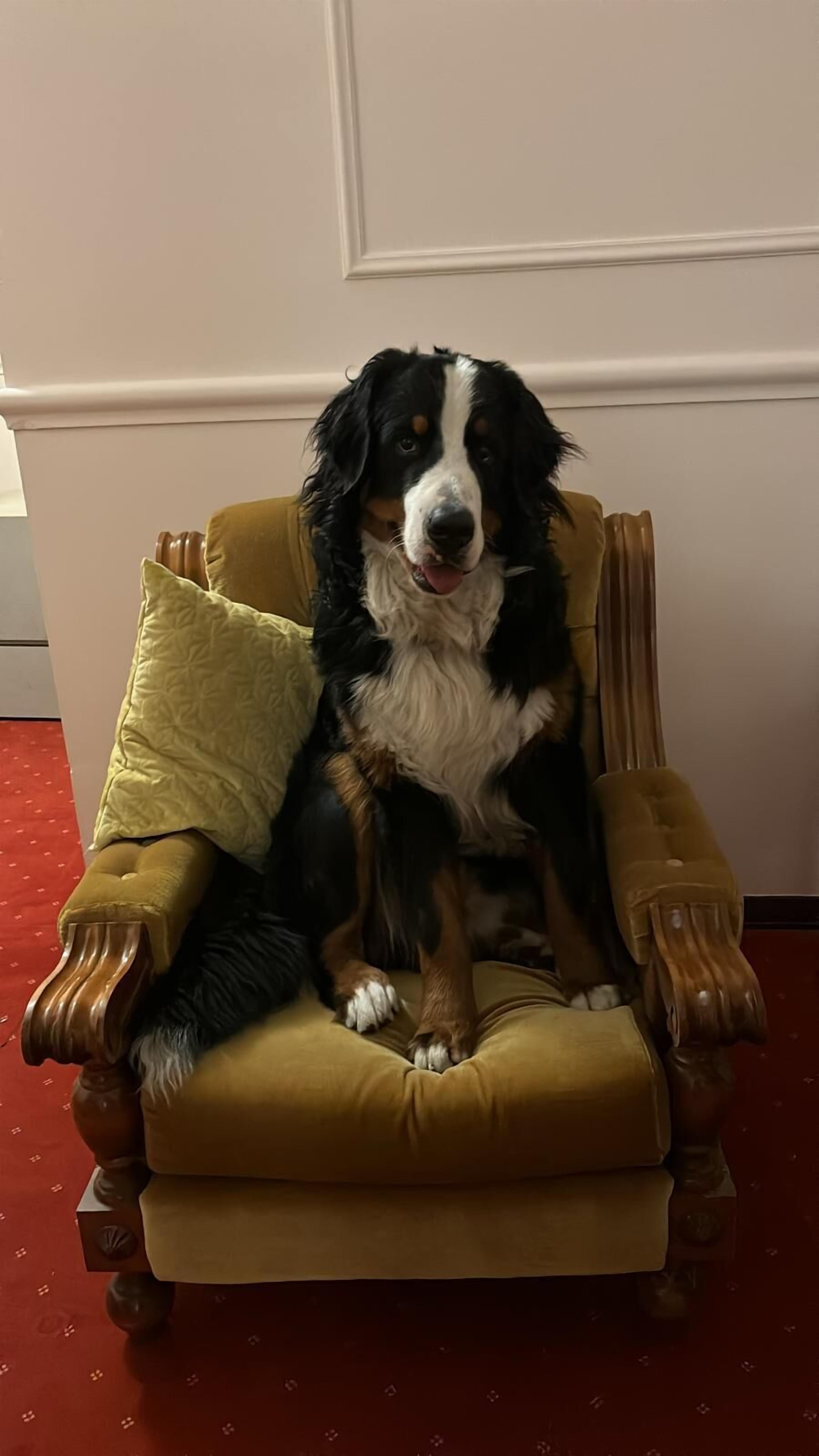 A dog sitting on a yellow armchair with a cushion.