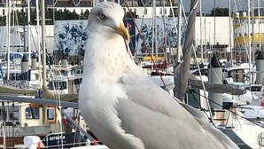 A seagull perched on a railing with a marina full of boats in the background.