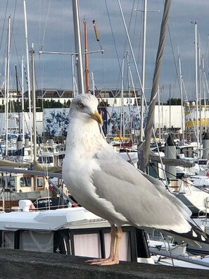 Marina - The atypical one (L'Île-d'Olonne)