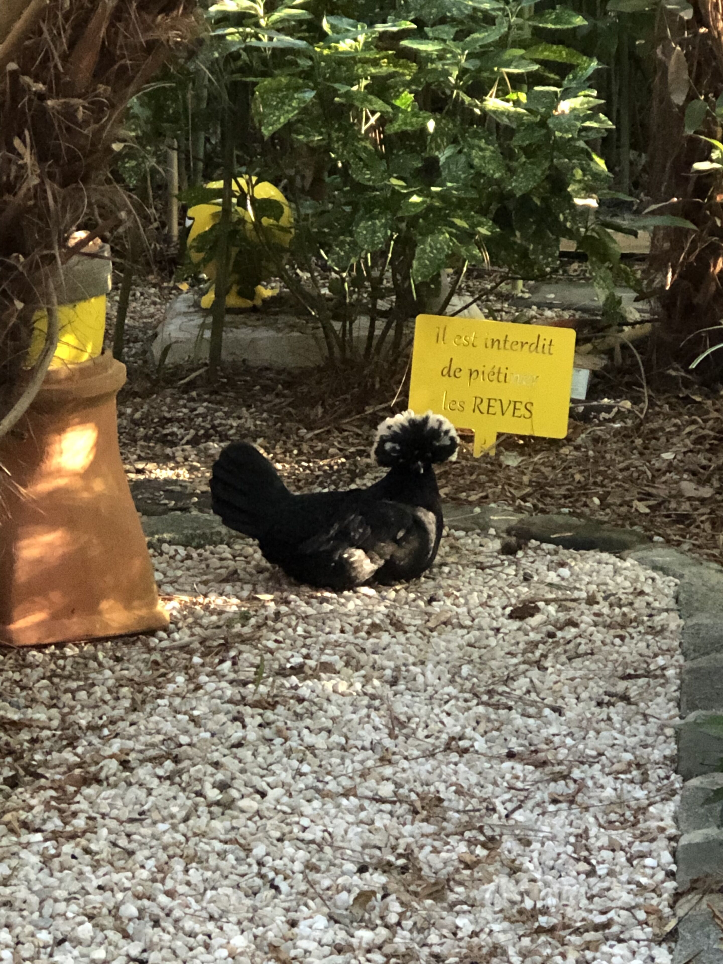 Un petit coq noir se tient sur du gravier, avec une pancarte jaune en arrière-plan.