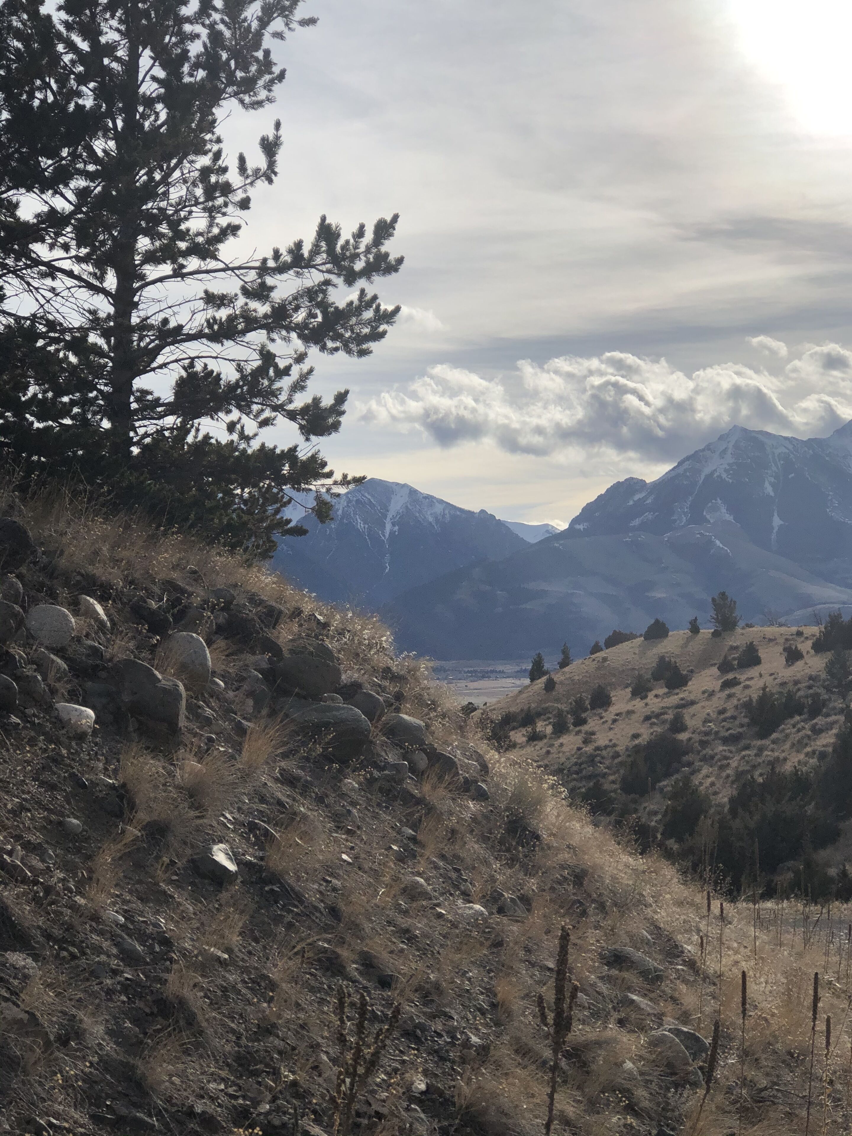 A mountainous landscape with a prominent pine tree and rocky terrain.