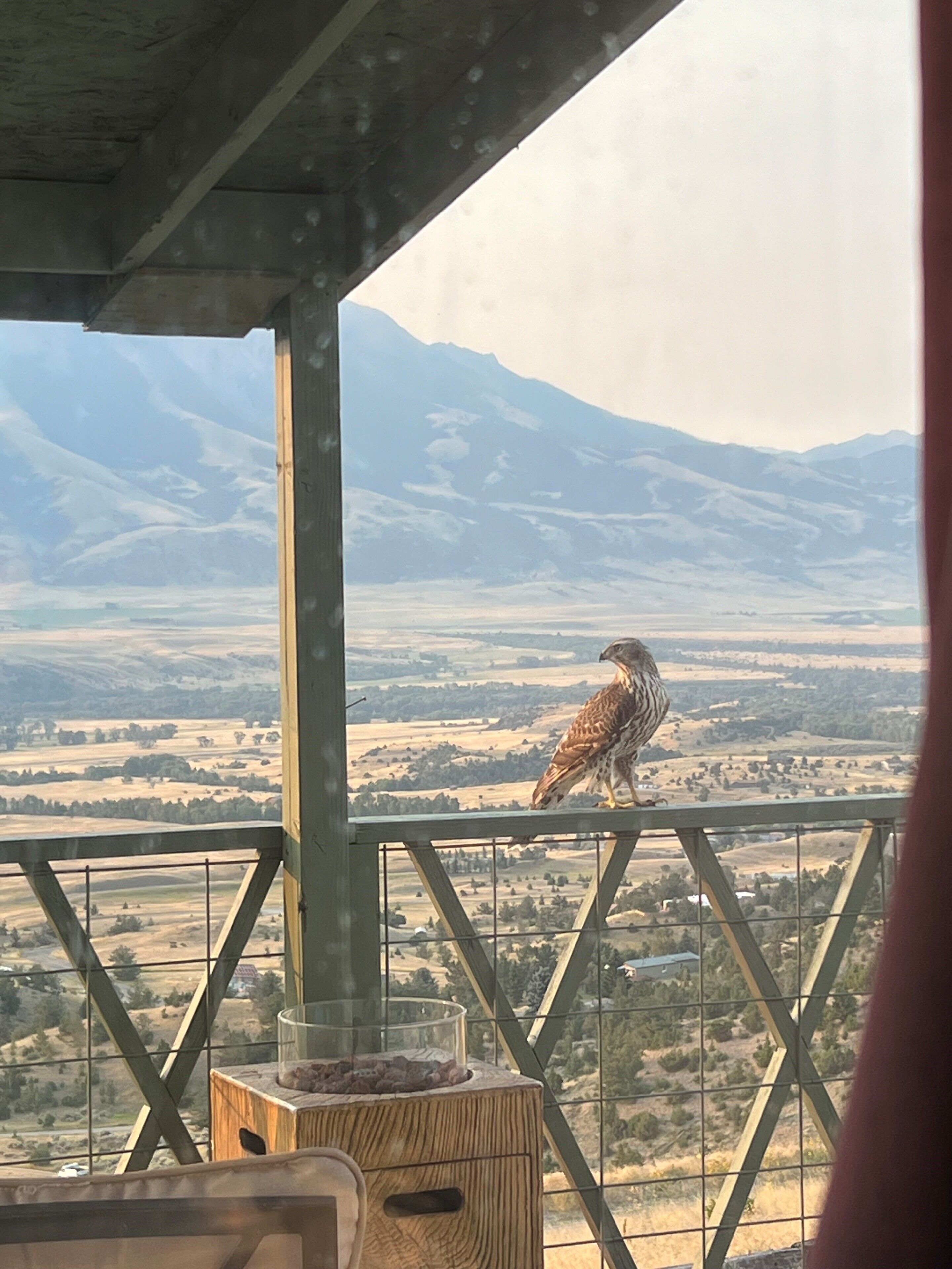 Un ave rapaz posada en la barandilla de un balcón, con un paisaje montañoso al fondo.
