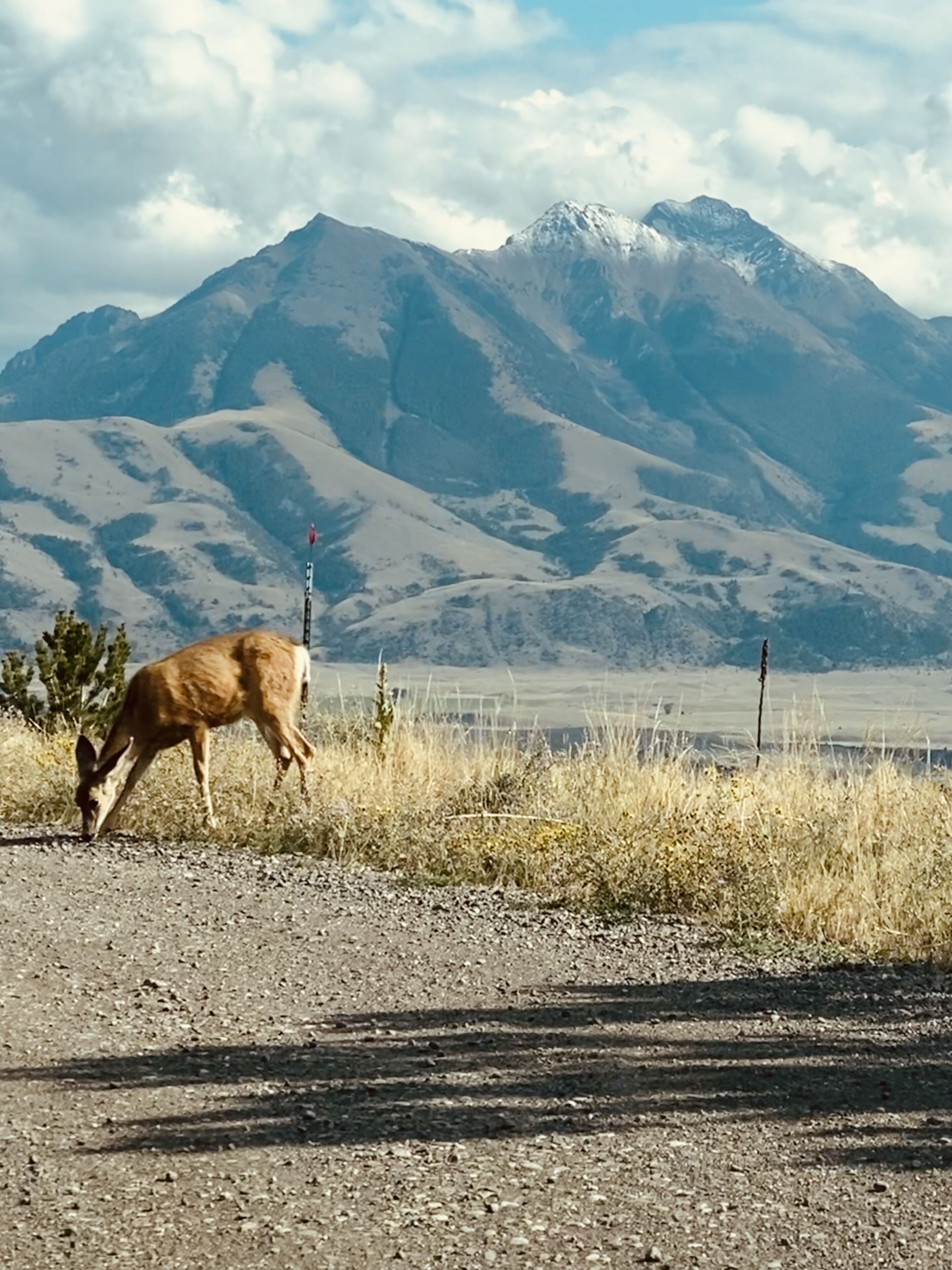 A mountain landscape with a deer grazing.