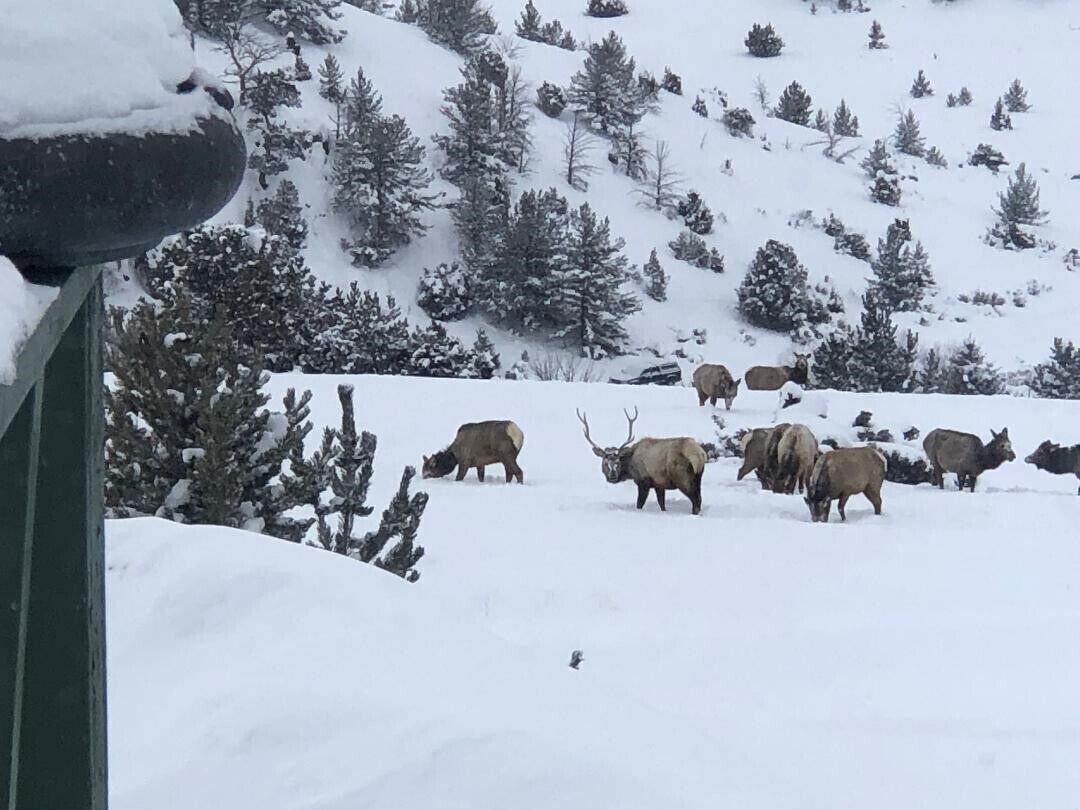A snowy landscape with a group of elk grazing.