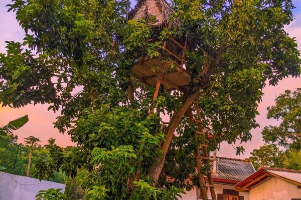 Tree House