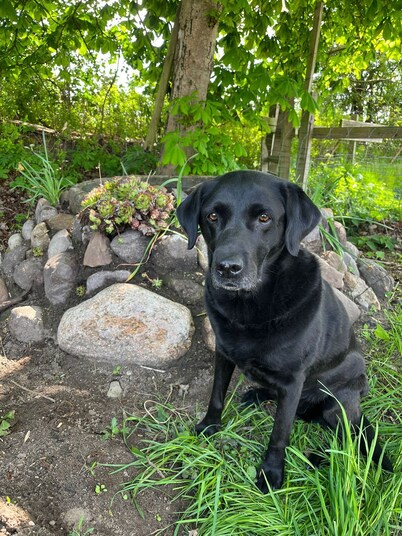 Vacation home "de Fofftein" in Bockhöft