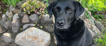 Vacation home "de Fofftein" in Bockhöft