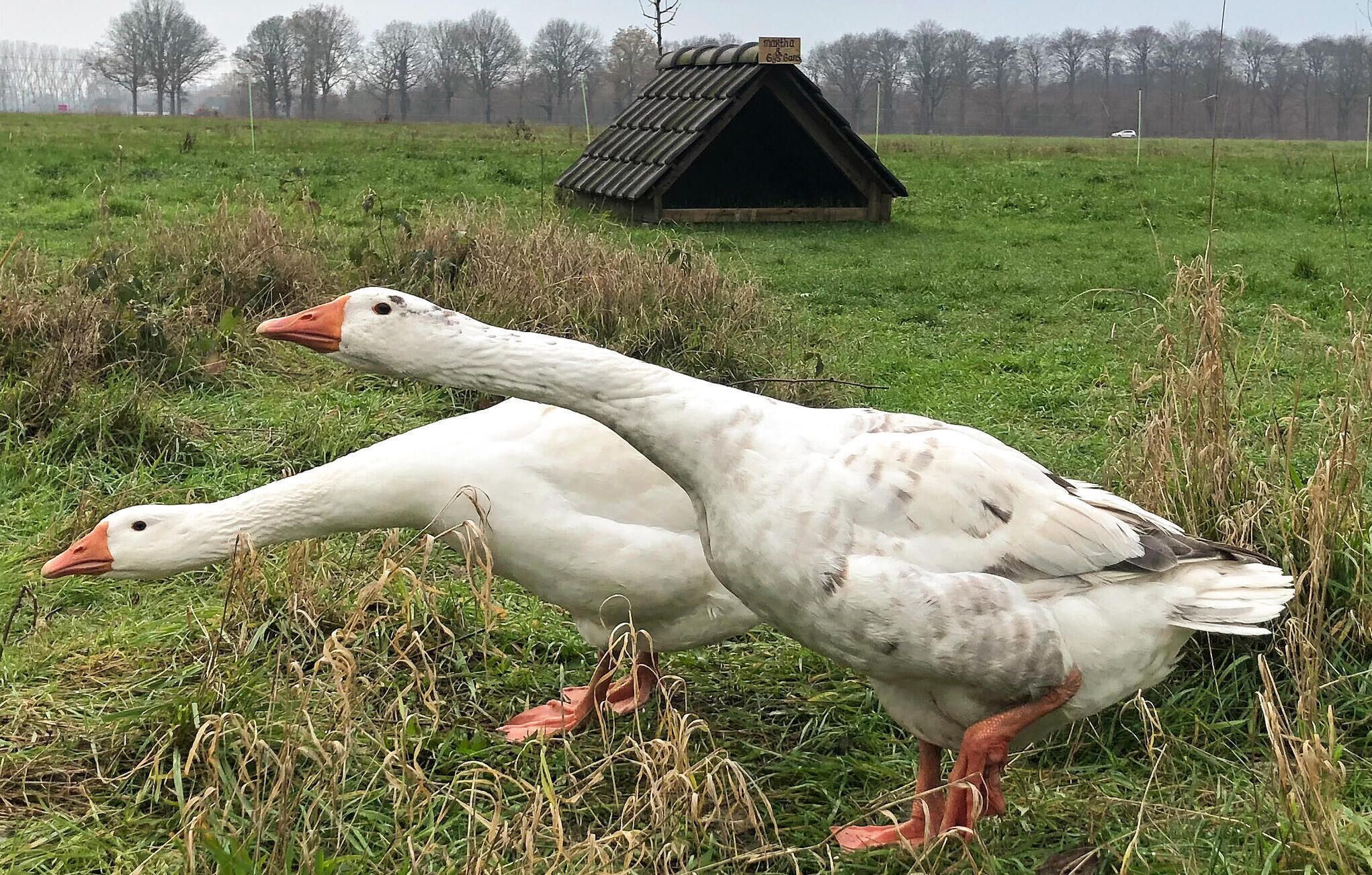 Two geese in a grassy field with a small, dark-roofed structure in the background.
