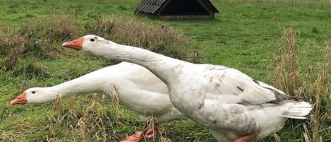 Two geese in a grassy field with a small, dark-roofed structure in the background.