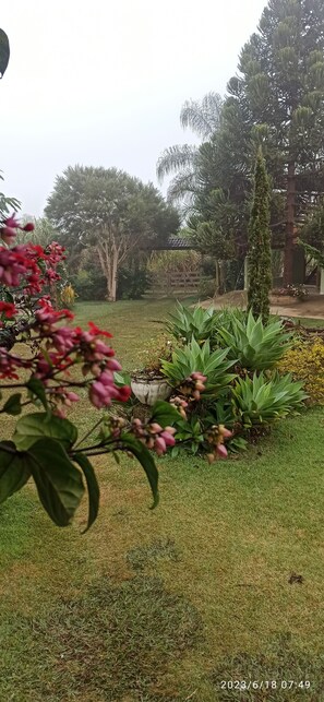 A garden with various plants and trees.