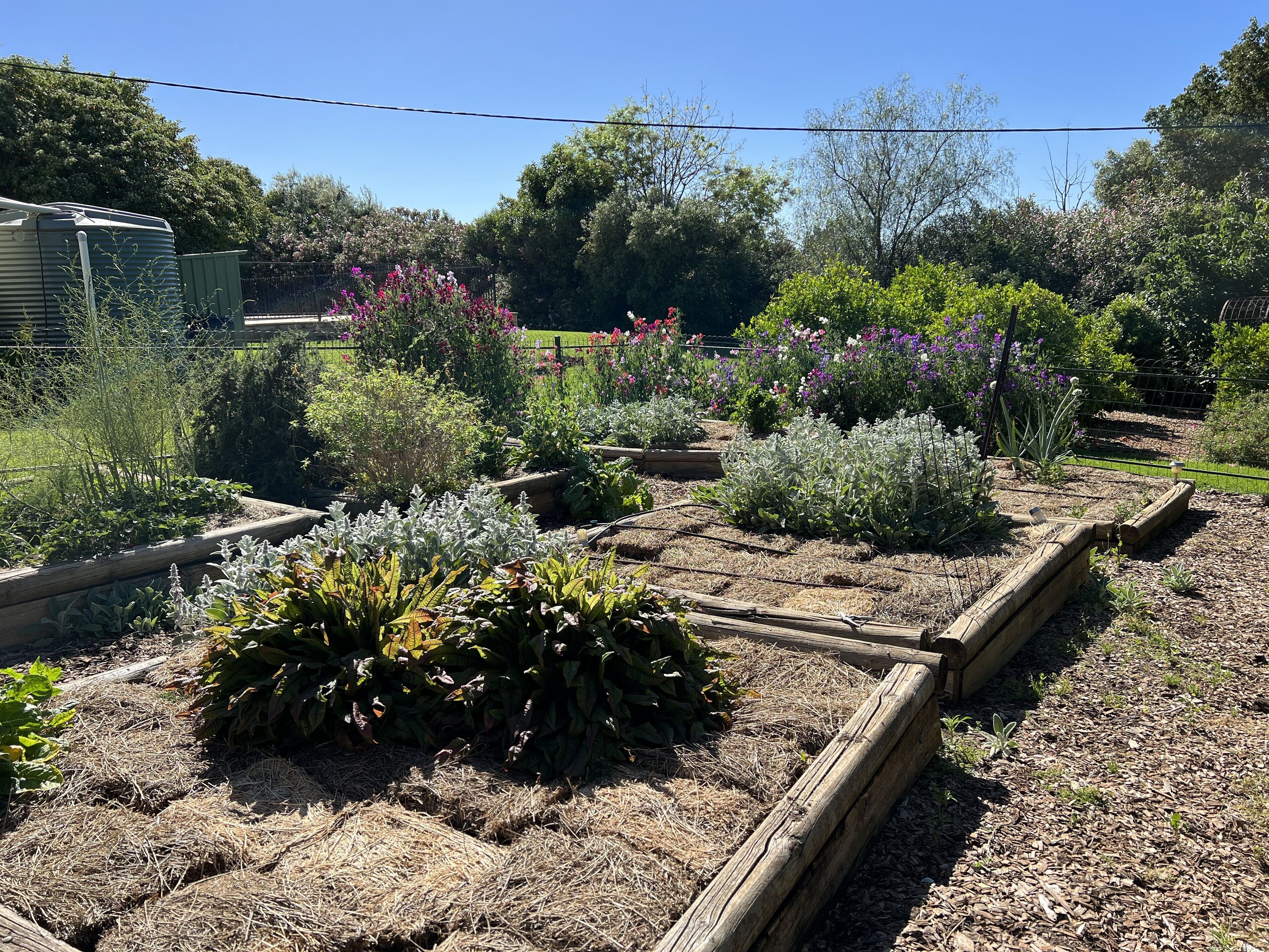 Un jardín con camas elevadas y diversas plantas.
