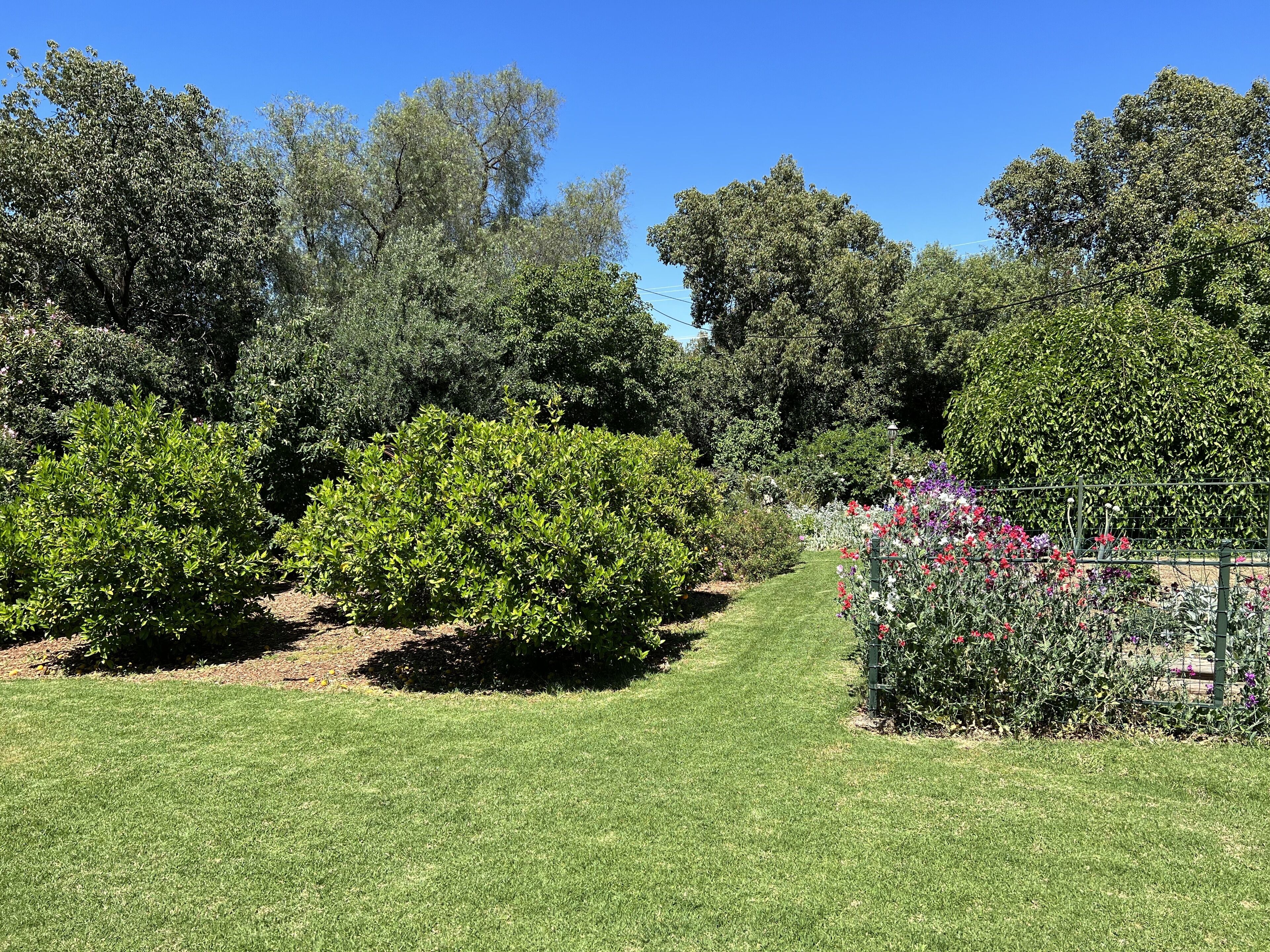 A well-maintained garden with a variety of shrubs and flowering plants, a clear pathway, and a neatly trimmed lawn.